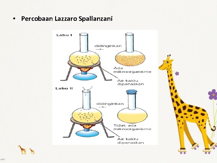  • Percobaan Lazzaro Spallanzani 