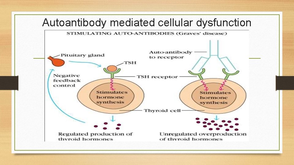 Autoantibody mediated cellular dysfunction 