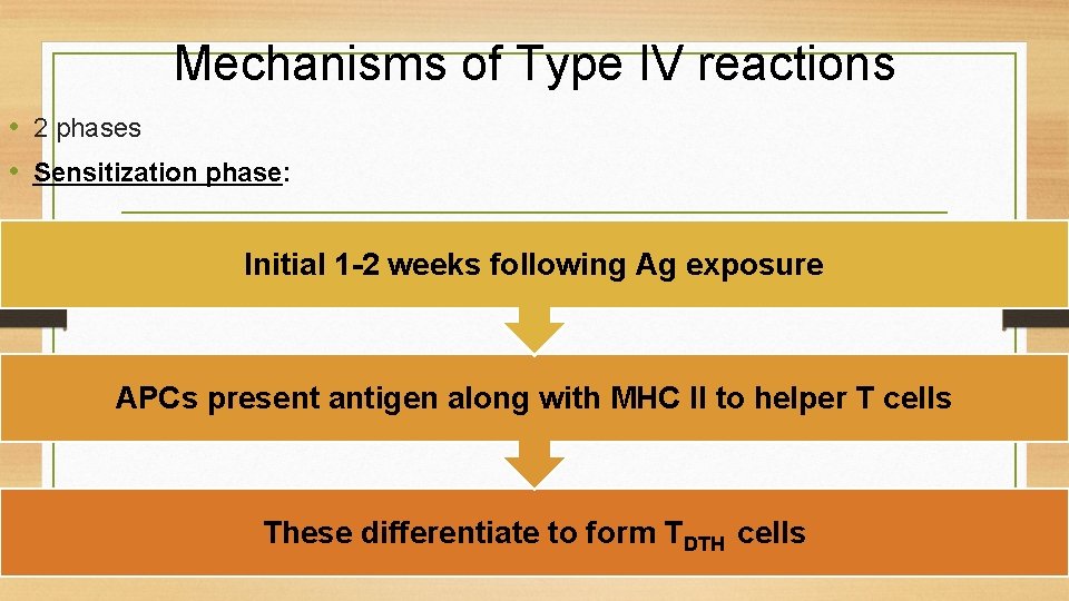 Mechanisms of Type IV reactions • 2 phases • Sensitization phase: Initial 1 -2