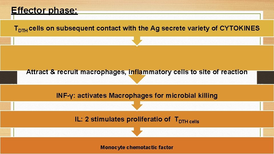 Effector phase: TDTH cells on subsequent contact with the Ag secrete variety of CYTOKINES