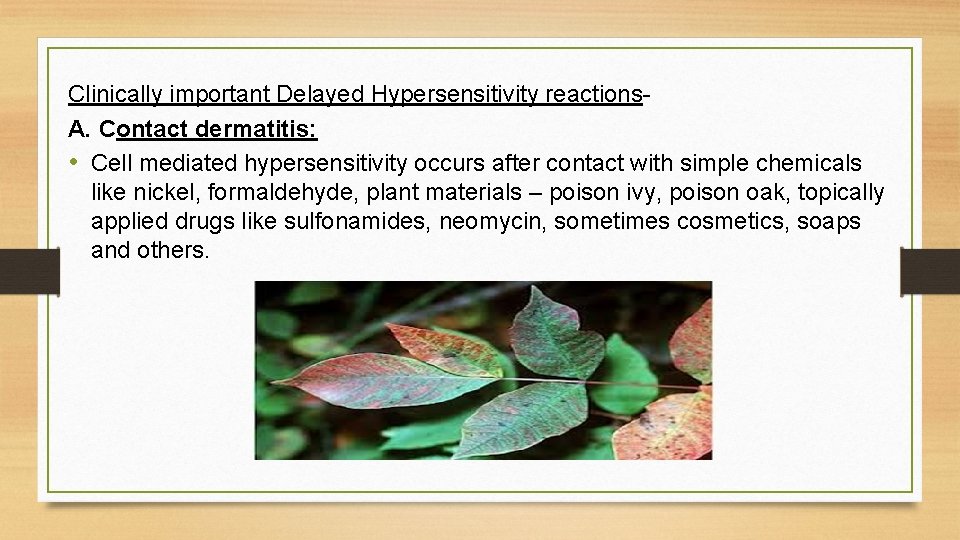 Clinically important Delayed Hypersensitivity reactions. A. Contact dermatitis: • Cell mediated hypersensitivity occurs after