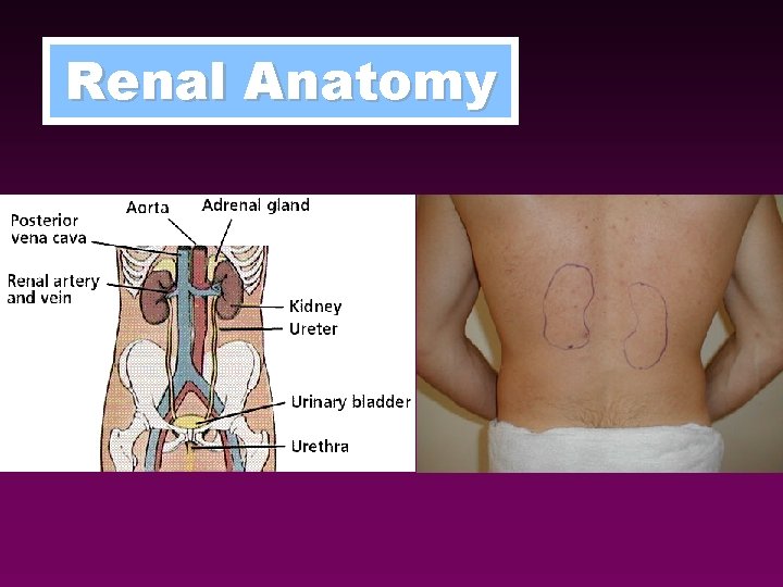 Renal Anatomy 