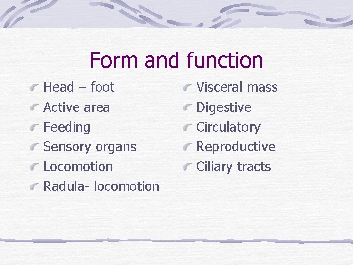 Form and function Head – foot Active area Feeding Sensory organs Locomotion Radula- locomotion