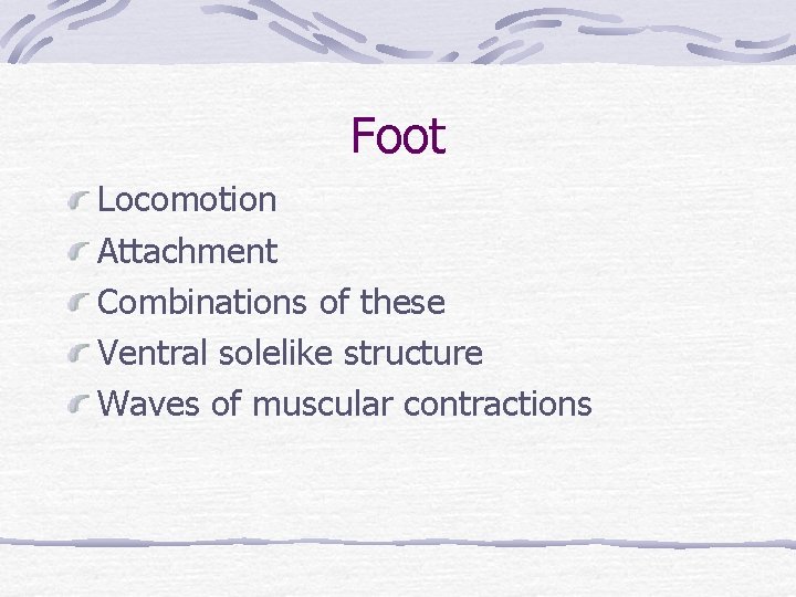 Foot Locomotion Attachment Combinations of these Ventral solelike structure Waves of muscular contractions 