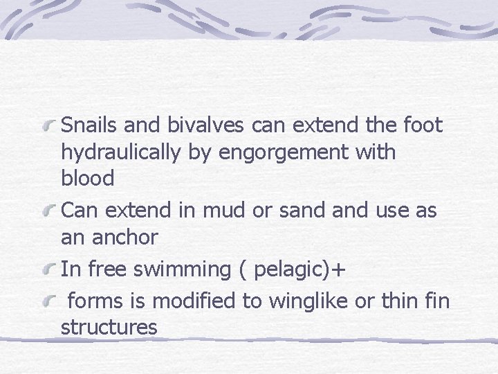 Snails and bivalves can extend the foot hydraulically by engorgement with blood Can extend