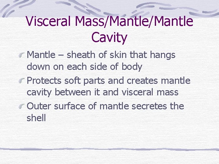 Visceral Mass/Mantle Cavity Mantle – sheath of skin that hangs down on each side