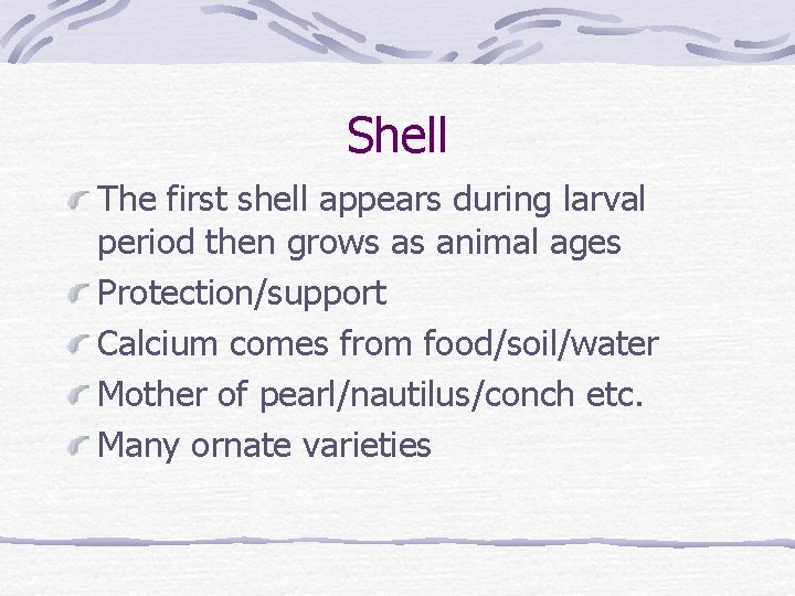 Shell The first shell appears during larval period then grows as animal ages Protection/support