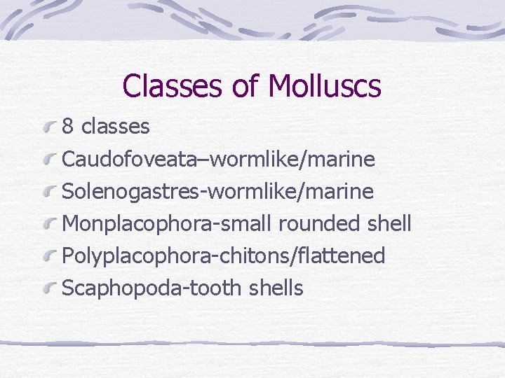 Classes of Molluscs 8 classes Caudofoveata–wormlike/marine Solenogastres-wormlike/marine Monplacophora-small rounded shell Polyplacophora-chitons/flattened Scaphopoda-tooth shells 