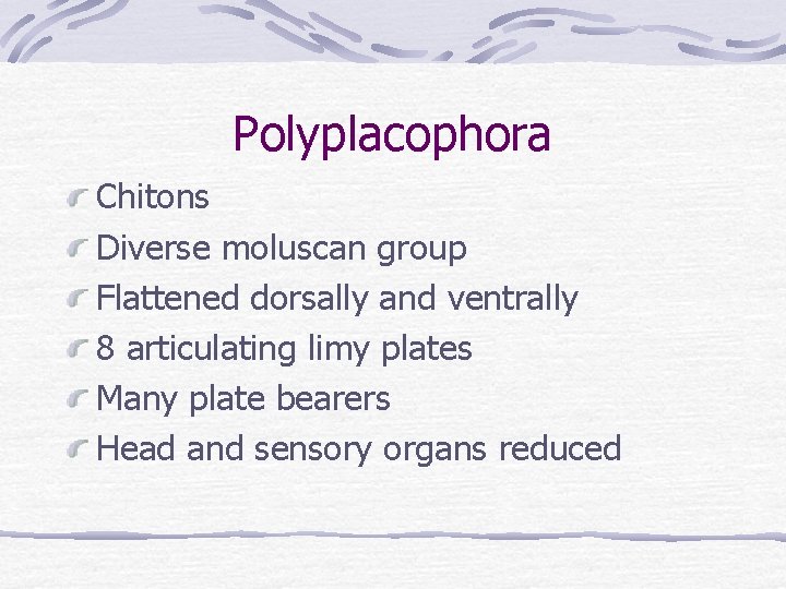 Polyplacophora Chitons Diverse moluscan group Flattened dorsally and ventrally 8 articulating limy plates Many