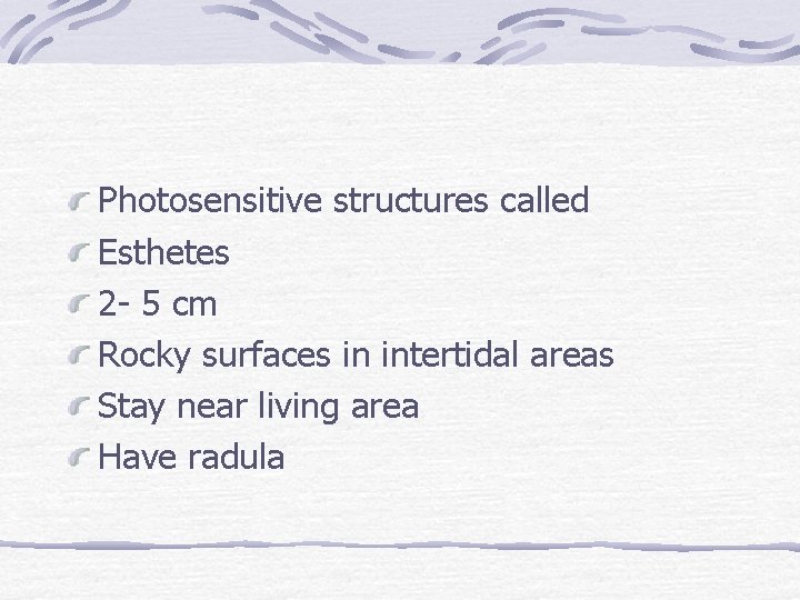 Photosensitive structures called Esthetes 2 - 5 cm Rocky surfaces in intertidal areas Stay