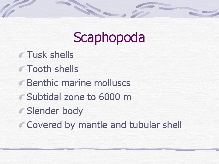 Scaphopoda Tusk shells Tooth shells Benthic marine molluscs Subtidal zone to 6000 m Slender