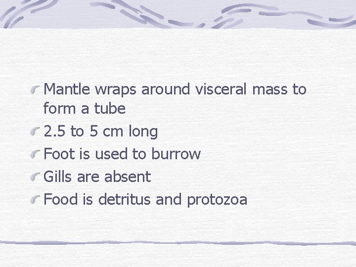 Mantle wraps around visceral mass to form a tube 2. 5 to 5 cm
