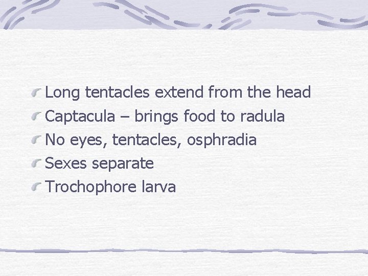 Long tentacles extend from the head Captacula – brings food to radula No eyes,