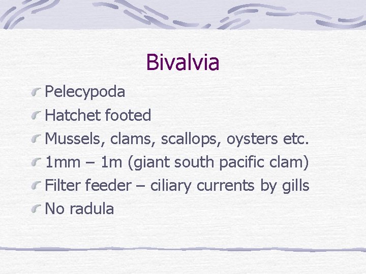 Bivalvia Pelecypoda Hatchet footed Mussels, clams, scallops, oysters etc. 1 mm – 1 m