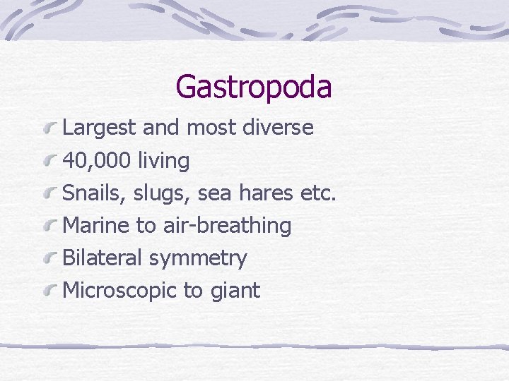 Gastropoda Largest and most diverse 40, 000 living Snails, slugs, sea hares etc. Marine