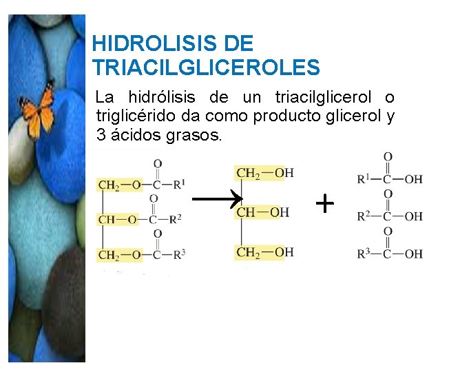 HIDROLISIS DE TRIACILGLICEROLES La hidrólisis de un triacilglicerol o triglicérido da como producto glicerol HIDROLISIS DE TRIACILGLICEROLES La hidrólisis de un triacilglicerol o triglicérido da como producto glicerol