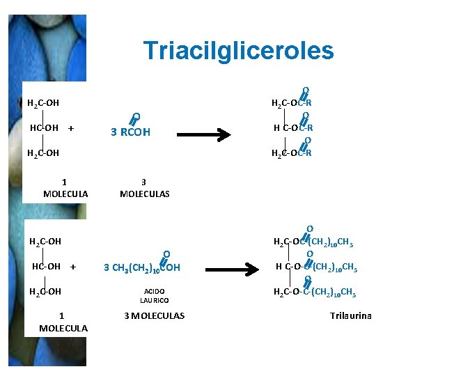 Triacilgliceroles H 2 C-OH HC-OH + O 3 RCOH H 2 C-OH 1 MOLECULA Triacilgliceroles H 2 C-OH HC-OH + O 3 RCOH H 2 C-OH 1 MOLECULA
