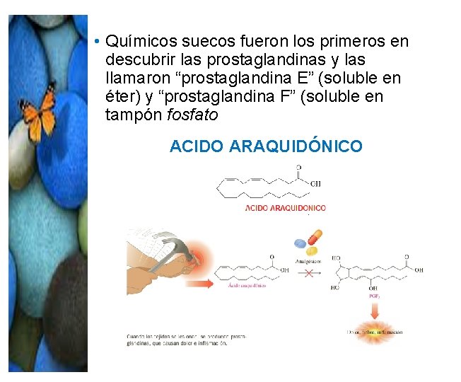 • Químicos suecos fueron los primeros en descubrir las prostaglandinas y las llamaron • Químicos suecos fueron los primeros en descubrir las prostaglandinas y las llamaron