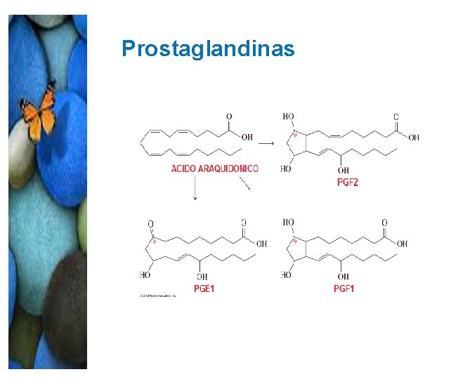 Prostaglandinas Prostaglandinas