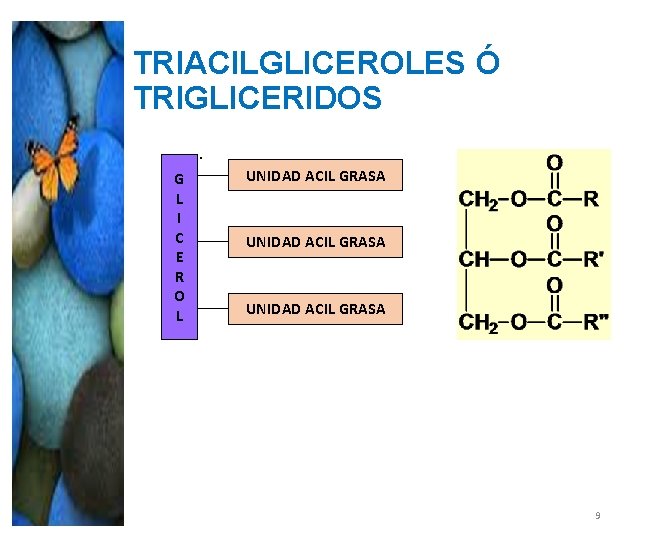 TRIACILGLICEROLES Ó TRIGLICERIDOS. G L I C E R O L UNIDAD ACIL GRASA TRIACILGLICEROLES Ó TRIGLICERIDOS. G L I C E R O L UNIDAD ACIL GRASA