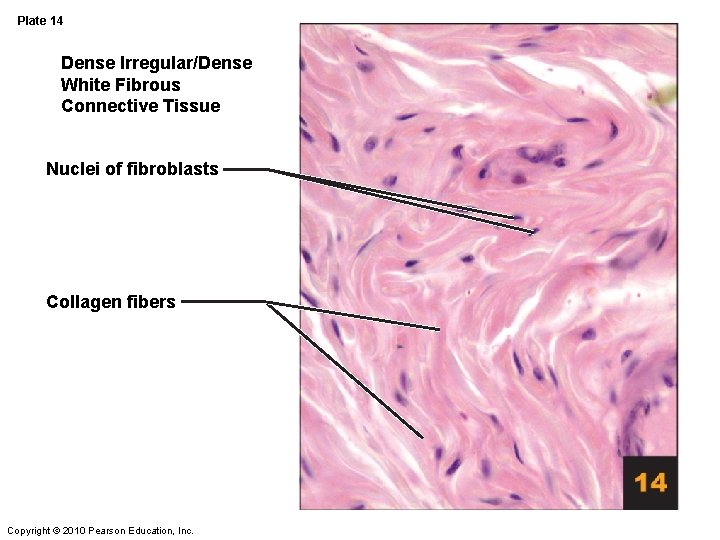 Plate 14 Dense Irregular/Dense White Fibrous Connective Tissue Nuclei of fibroblasts Collagen fibers Copyright