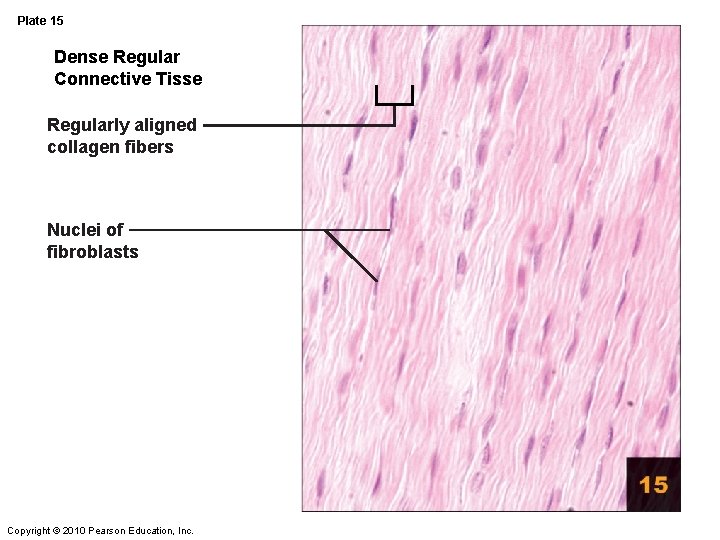 Plate 15 Dense Regular Connective Tisse Regularly aligned collagen fibers Nuclei of fibroblasts Copyright
