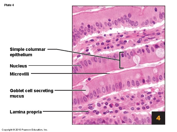 Plate 4 Simple columnar epithelium Nucleus Microvilli Goblet cell secreting mucus Lamina propria Copyright