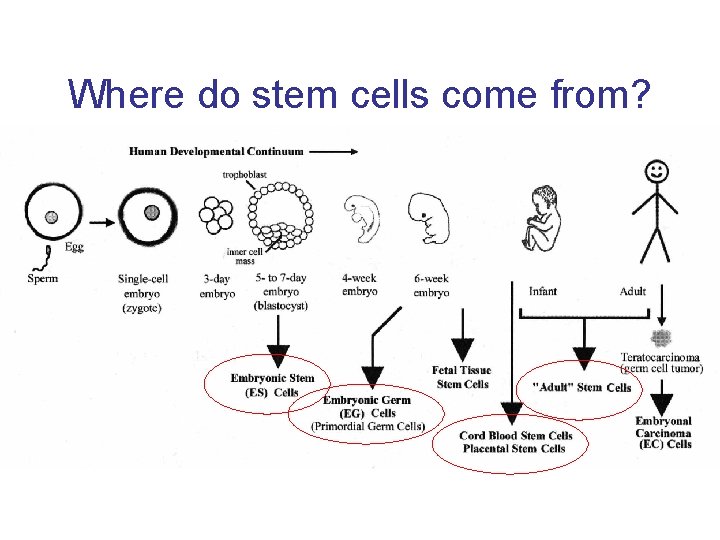 Where do stem cells come from? 
