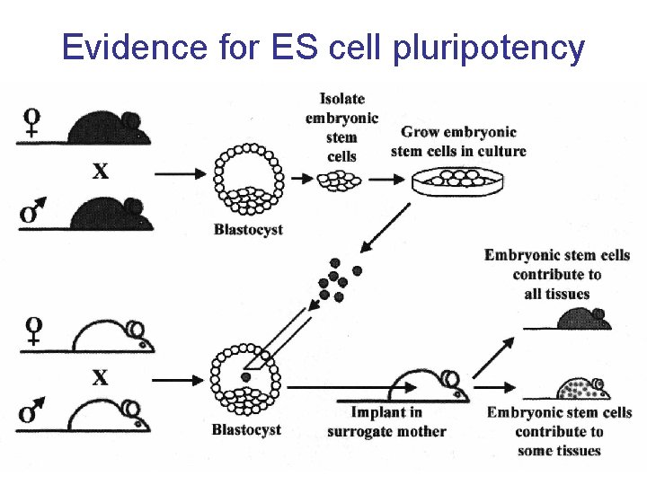 Evidence for ES cell pluripotency 