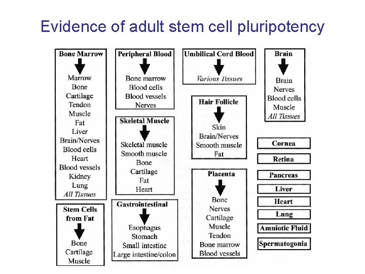 Evidence of adult stem cell pluripotency 