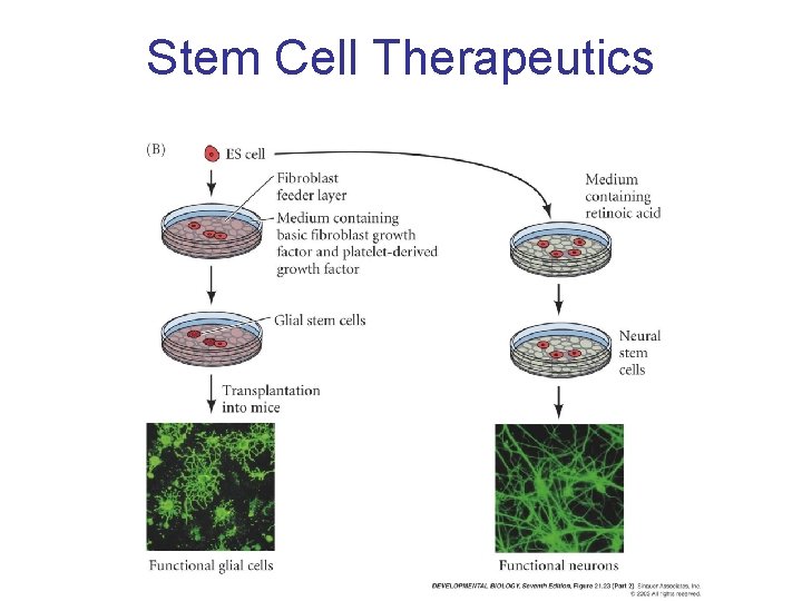 Stem Cell Therapeutics 
