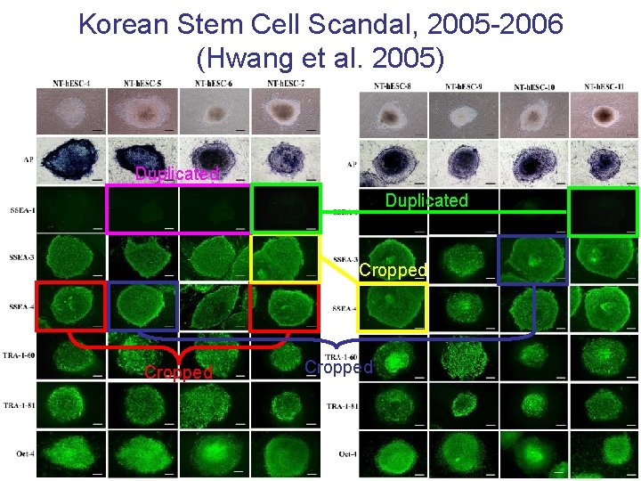 Korean Stem Cell Scandal, 2005 -2006 (Hwang et al. 2005) Duplicated Cropped 