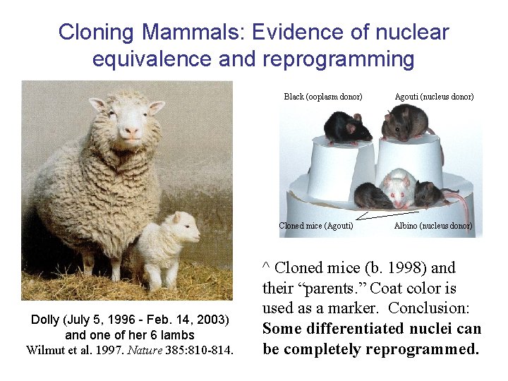Cloning Mammals: Evidence of nuclear equivalence and reprogramming Black (ooplasm donor) Cloned mice (Agouti)