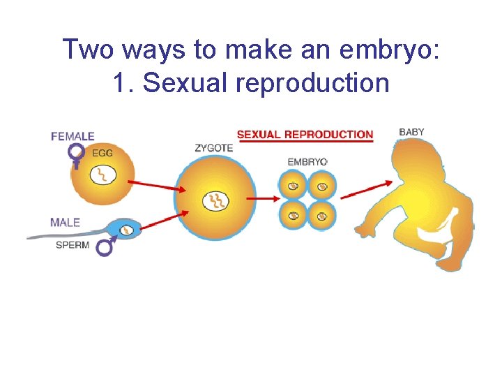 Two ways to make an embryo: 1. Sexual reproduction Source: Human Cloning and Genetic