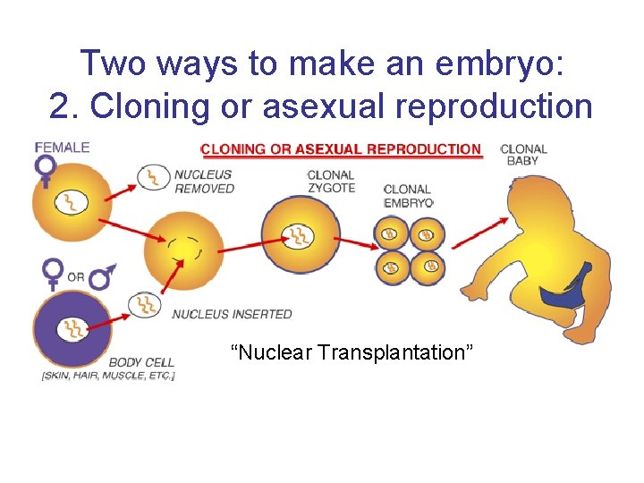 Two ways to make an embryo: 2. Cloning or asexual reproduction “Nuclear Transplantation” Source: