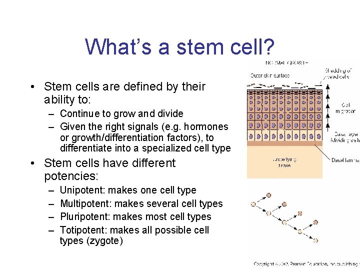 What’s a stem cell? • Stem cells are defined by their ability to: –