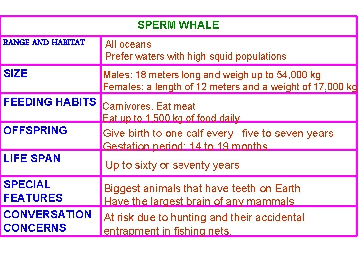 SPERM WHALE RANGE AND HABITAT All oceans Prefer waters with high squid populations SIZE