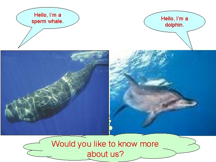 Hello, I’m a sperm whale. Hello, I’m a dolphin. Would you like to know