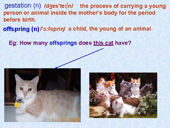 gestation (n) /dʒes'tei∫n/ the process of carrying a young person or animal inside the