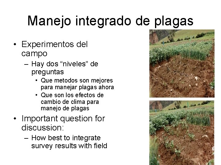 Manejo integrado de plagas • Experimentos del campo – Hay dos “niveles” de preguntas