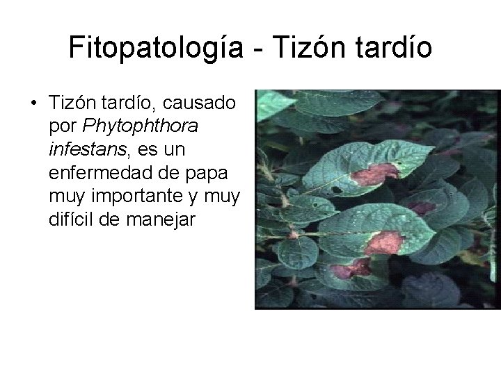Fitopatología - Tizón tardío • Tizón tardío, causado por Phytophthora infestans, es un enfermedad