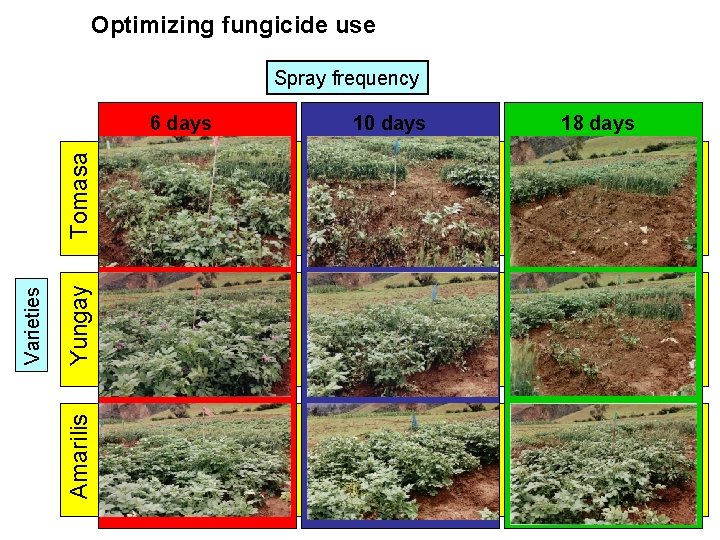 Optimizing fungicide use Spray frequency Yungay Amarilis Varieties Tomasa 6 days 10 days 18