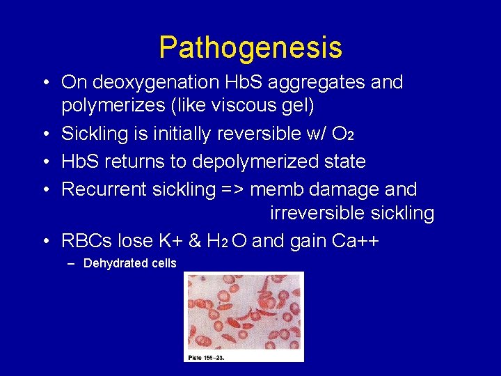 Pathogenesis • On deoxygenation Hb. S aggregates and polymerizes (like viscous gel) • Sickling