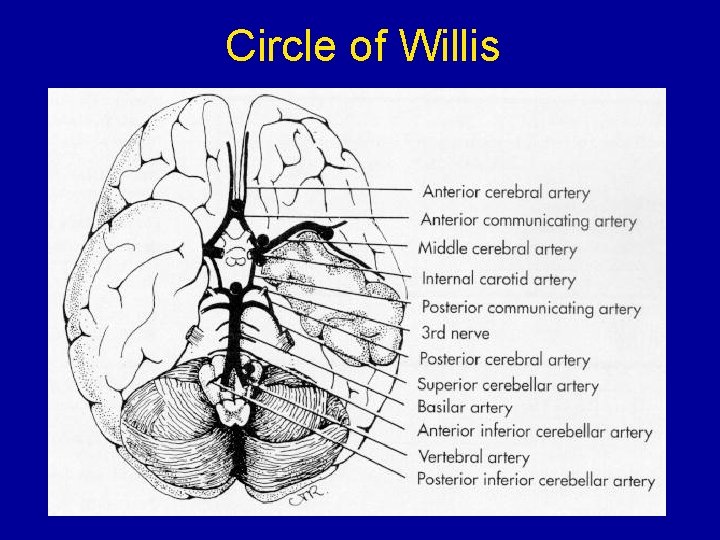 Circle of Willis 