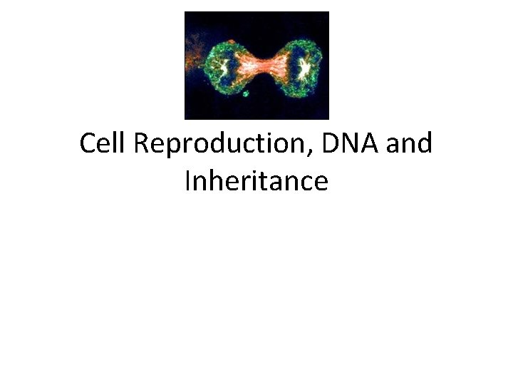 Cell Reproduction, DNA and Inheritance 