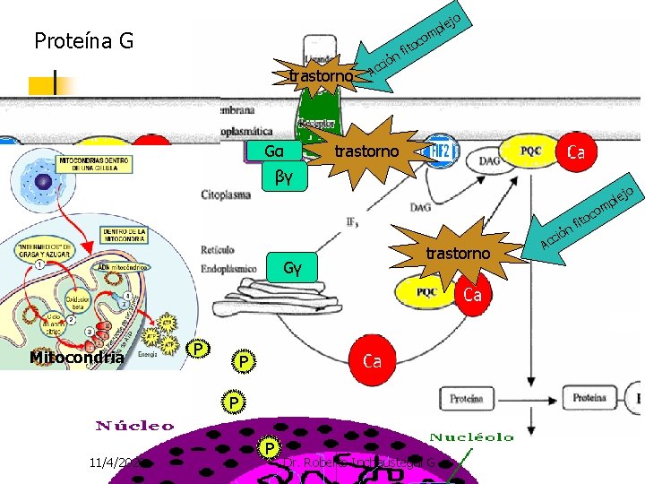 Proteína G o lej p m co trastorno Gα ito f n ció Ac Proteína G o lej p m co trastorno Gα ito f n ció Ac