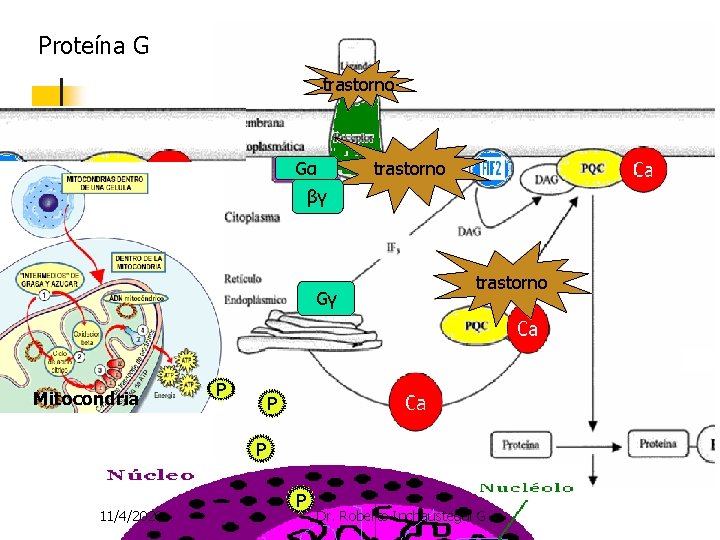Proteína G trastorno Gα Proteína G trastorno βγ Gγ Mitocondria P trastorno P P Proteína G trastorno Gα Proteína G trastorno βγ Gγ Mitocondria P trastorno P P