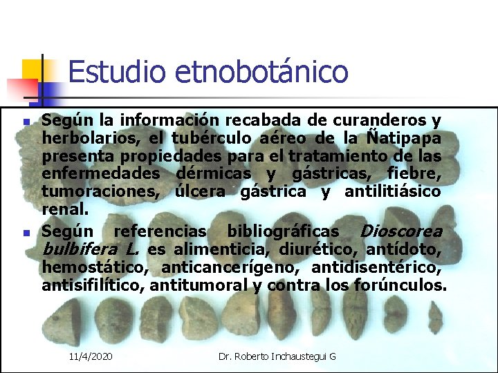 Estudio etnobotánico n n Según la información recabada de curanderos y herbolarios, el tubérculo Estudio etnobotánico n n Según la información recabada de curanderos y herbolarios, el tubérculo