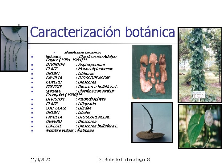 Caracterización botánica n n n n n Identificación Taxonómica : Clasificación Adolph Engler (1954 Caracterización botánica n n n n n Identificación Taxonómica : Clasificación Adolph Engler (1954