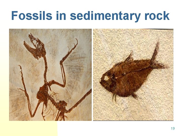 Fossils in sedimentary rock 19 